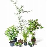 オンリーワン 食で選ぶ 植栽セット ハーベスト イロハモミジ 5感で選べるセット KJ6-SET01