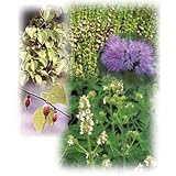 猫が喜ぶハーブとマタタビのセット[キャットニップ、ペニーロイヤルミント（ハーブ苗）] ノーブランド品