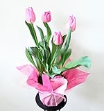【各種御祝い】季節の鉢花　チューリップ　ピンク