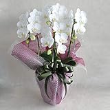 ほんまもん屋 ギフト アマビリス ミディ 胡蝶蘭 3本立 法要 四十九日 お盆 お供え お悔み フラワーギフト 生花 プレゼント 生花 お彼岸 お見舞い ペットロス 虹の橋 男性 女性 記念日 誕生日