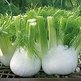 球根のフェンネルの種子のシードシードのフェニールシード健康的なおいしい写真の100pcs /バッグの四季の食品