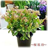 金のなる木 【成金草】 桜花月 5号鉢植え 【花付き】