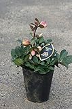 クリスマスローズ 6号ポット