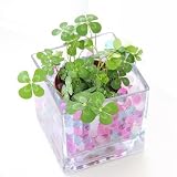 （水辺植物）私の小さなアクアリウム　～四つ葉ｄｅバブル～（説明書付）　本州四国限定