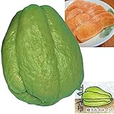 国華園　有用植物　ハヤトウリ　青実　2個【※発送が国華園からの場合のみ正規品です】