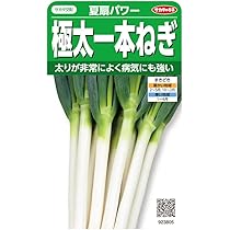 Amazon.co.jp: サカタのタネ ネギ 極太一本ねぎ 夏扇パワーの