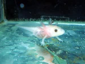 Amazon ウーパールーパー1匹付ライト付飼育セット こだわりの生体をお届けします 名生園 こだわりの生体をお届けします 名生園 観賞魚 水中生物 通販