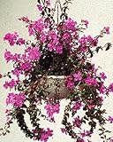 宿根草 【 しだれのぼたん( ノボタン ) カスケード】 １株