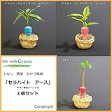 土なし清潔水やり簡単　セラハイトアース　手作り籐製カバー付き３個セット　 ドラセナ・サンデリアーナ・ビクトリー、同ゴールド、パキラ3種