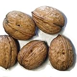 胡桃(クルミ)苗木　鬼胡桃（オニグルミ）