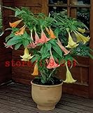 レア花の種をブルグマンシアチョウセンアサガオの種を植えて家庭菜園用の100チョウセンアサガオの種子ミニ盆栽の花の種はplantasを鉢植え