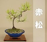 いよじ園 【限定20本】 赤松 小品盆栽 【松柏盆栽】【母の日ギフト】 ▼商品番号をご選択ください,18