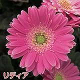 宿根ガーデン ガーベラ ガルビネア【リディア】1株 1株植えれば十分!開花期間も長く毎年簡単に楽しめます!