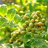 山椒（サンショウ）：ウルトラぶどう山椒4号ポット[強健で栽培しやすい耐病性台木 実どり用の高級品種] ノーブランド品