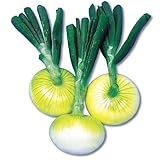 国華園　種球　冬どり玉ねぎ　F1フレッシュオニオン　500g【※発送が国華園からの場合のみ正規品です】