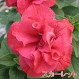 ペチュニア プリンセス八重咲きダブル 【スカーレット】 ・栄養系宿根草 小中輪タイプ