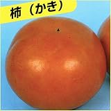 甘柿(カキ)苗木 西村早生柿