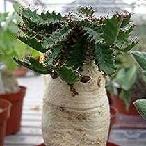 Amazon 多肉植物 種子 Euphorbia Stellataユーフォルビア ステラータ 飛竜 5粒 並行輸入品 観葉植物 オンライン通販