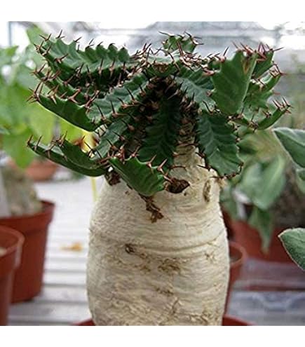 Amazon.co.jp: 【種子】Commiphora campestris var. Campestris