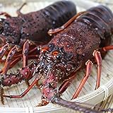 活伊勢海老 活きたまま発送！ちょっとワケあり、大サイズ 1尾 400～500g [活伊勢海老]