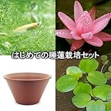 (ビオトープ/睡蓮)はじめての睡蓮栽培セット ピンク サンライズ+陶鉢440+ヒメダカ+浮き草他 説明書付 本州・四国限定[生体]
