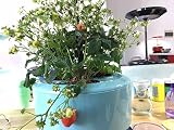 都市農業園芸植物成長マシン水文化花3穴テーブルランプ花の苗魚の養殖アクセサリー , lake blue