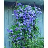 100pcs/bag Clematis seeds flowers clematis vine seeds perennial flower seeds climbing clematis plant