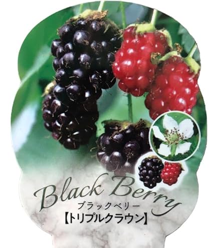 Amazon | ブラックベリー ソーンフリー 2年生苗 | 果物