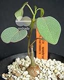 Adenia isaloensis - caudiciform - 20 seeds