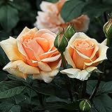 バラ苗 インディアンサマー 国産大苗6号スリット鉢 四季咲き大輪 ハイブリットティ(HT) オレンジ系(コリンピアーズ)