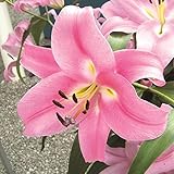 国華園　球根　8月咲プリンセスカサブランカ（ピンクパレス）　12球【※発送が国華園からの場合のみ正規品です】