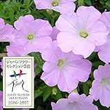 ランドスケープペチュニア：さくらさくら3.5号ポット6株セット ノーブランド品