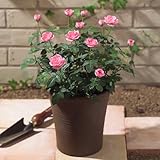 【日比谷花壇】ミニバラ コンテナ（ピンク）寄せ植え