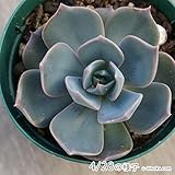 プリンセスブルー 7.5cmポット エケベリア Echeveria 'Princess Blue' 福岡県産 多肉植物 多肉 観葉植物 インテリアグリーン 寄せ植えに