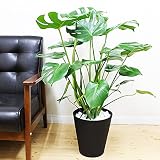 モンステラ 観葉植物 インテリア 大型 大 ブラックセラアート鉢　8号