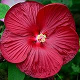 レッドジャイアントハイビスカスフラワーシード美しい花盆栽植物DIY 50粒子/多くのDIYホームガーデンスカイブルー