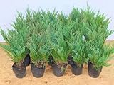 ヤングスタン 5ポットセット コニファー グランドカバー
