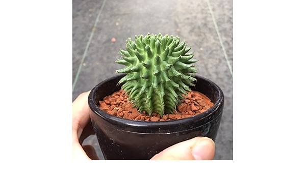 Amazon 多肉植物 ドラゴンボール ユーフォルビア スザンナエ 瑠璃晃 ルリコウ 観葉植物 オンライン通販