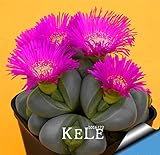 Promotion100PCS/Lot Best rare Cactus Flower Seeds, giant shape , heat tolerant Succulent Perennial p