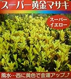 【ノーブランド品】 オウゴンマサキ 樹高1.2m前後 18cmポット入りかバック入り 3本セット