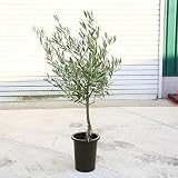観葉植物　庭木：オリーブの木 （6号）*SOUJU（創樹)　そうじゅ　おりーぶ