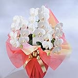 ＜ ご開店 ご開業 ご移転 ご就任 フラワーギフトに＞ 胡蝶蘭ミディ 3本立（22輪以上）