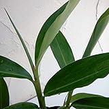 ゲットウ（月桃）4号ポット[耐寒性ジンジャー・シェルジンジャー　消臭・虫よけ・カビよけ・健康茶] ノーブランド品