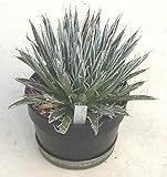 【多肉植物/種子】Agave Parviflora★アガベ・パルビフローラ◎細雪/姫乱れ雪◆種子５粒♪ rare succulent (Parviflora) [並行輸入品]