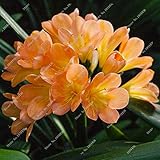 クンシラン種子、ポットで最高の格安クンシラン種子、家庭用の盆栽のバルコニーの花や庭園送料無料100piece /パックラストチャンス