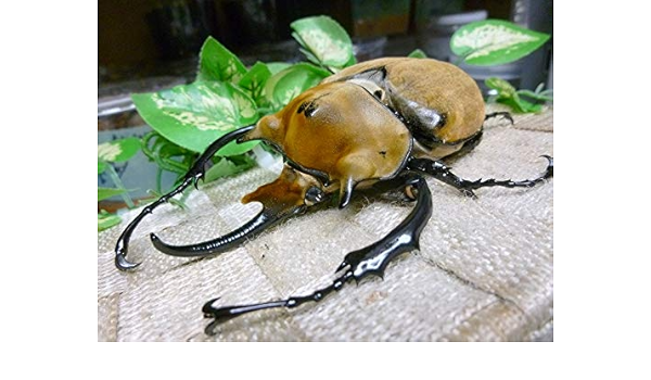 ヴァズデメロゾウカブト （ヤヌスゾウカブト？） 3令幼虫♀単品 稀少種 ...