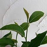 茶（チャ）：紅富貴（ベニフウキ）4号ポット[お茶の木の苗木・良品質の紅茶用品種] ノーブランド品