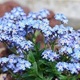 宿根姫水色忘れな草