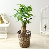 BunBunBee 観葉植物 パキラ【6号鉢・メッセージカード・バンブー製バスケット付き】