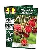 ランブータン Rambutan Nephelium lappaceum 50 Seeds タイ庭園 Thai Garden